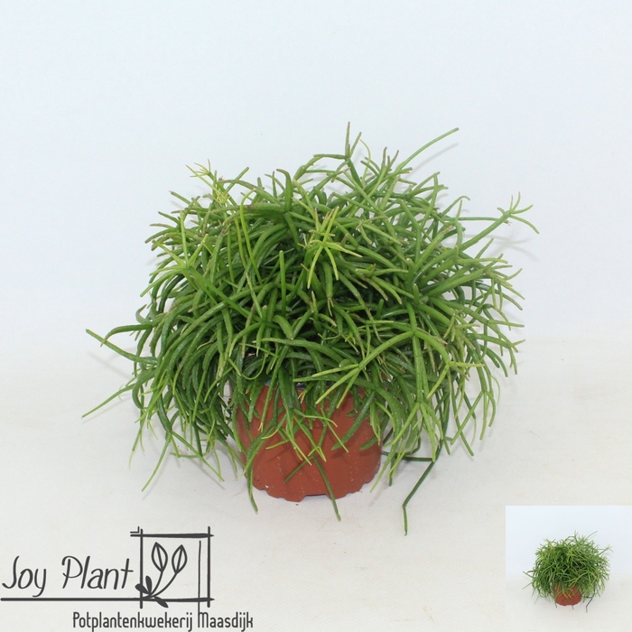<h4>RHIPSALIS BA OASIS</h4>