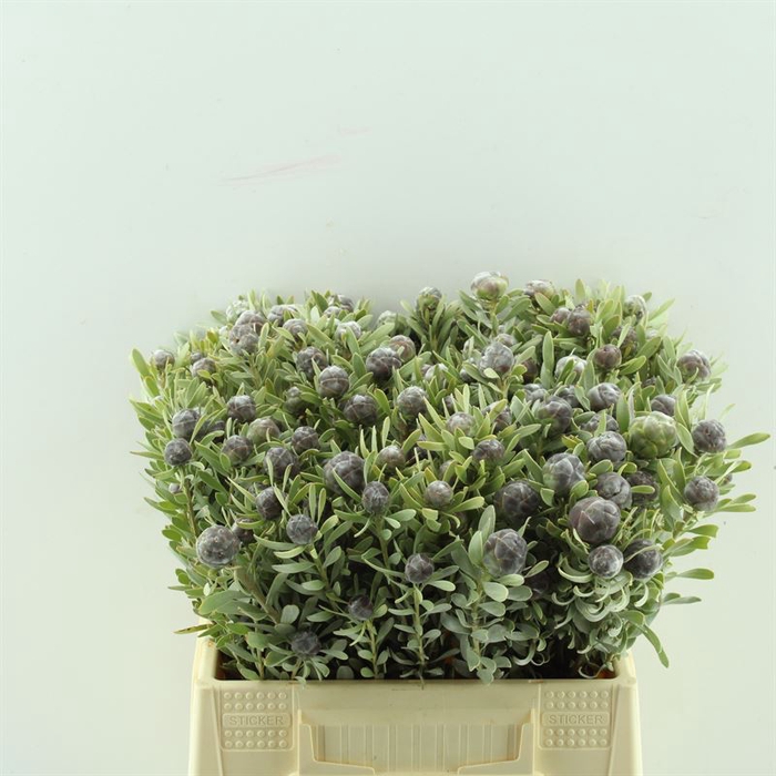 <h4>Leucadendron Pubescens</h4>