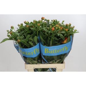 Ranunculus Butterfly Galathea