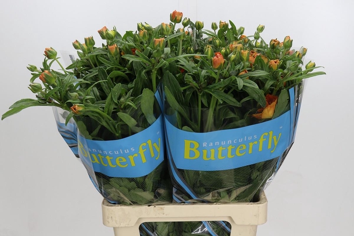 <h4>Ranunculus Butterfly Galathea</h4>