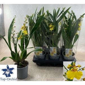 ONCIDIUM OV