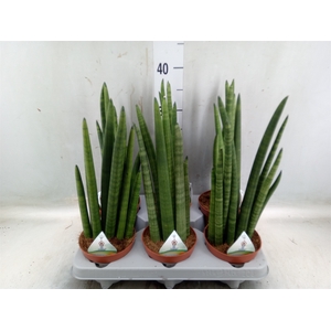 Sansevieria   ...