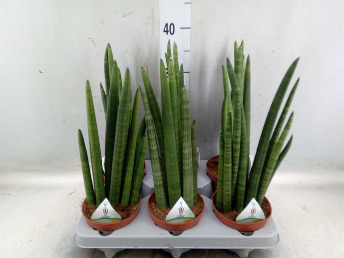 <h4>Sansevieria   ...</h4>