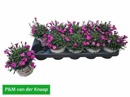 <h4>Dian Picture Perfect</h4>