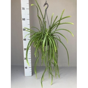 Rhipsalis
