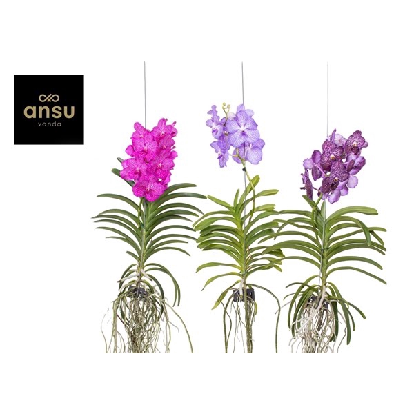 <h4>Vanda Mix XL - Colour Mix</h4>