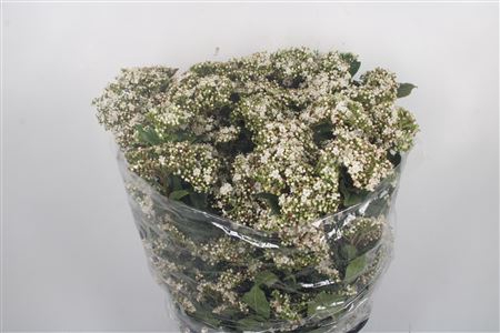 <h4>Viburnum Macro White Per Bunch</h4>