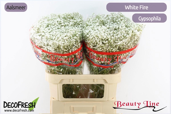 <h4>GYPS PA WHITE FIRE</h4>