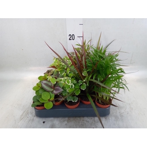 Planten  ..mix
