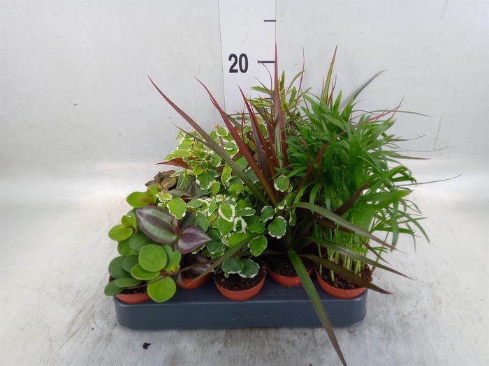 <h4>Planten ..mix</h4>