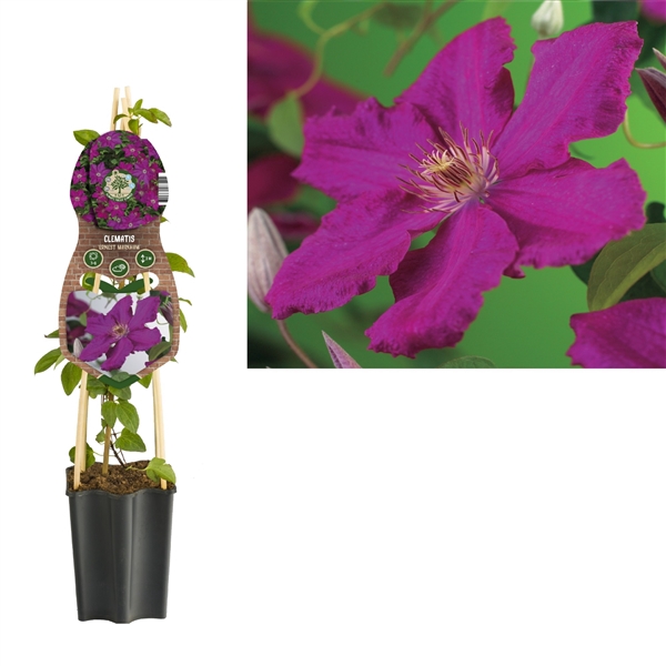 <h4>Clematis 'Ernest Markham' +3.0 label</h4>