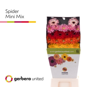 Germini Spider Mix Spider Diamond