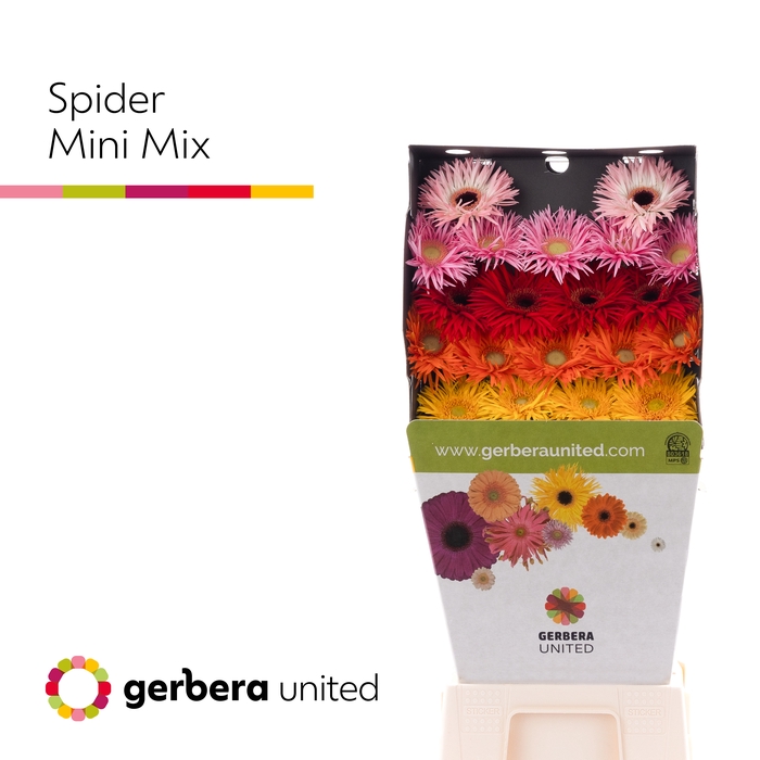 Germini Spider Mix Spider Diamond