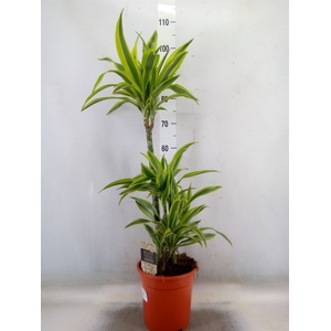 Dracaena fr de 'LemonLime'