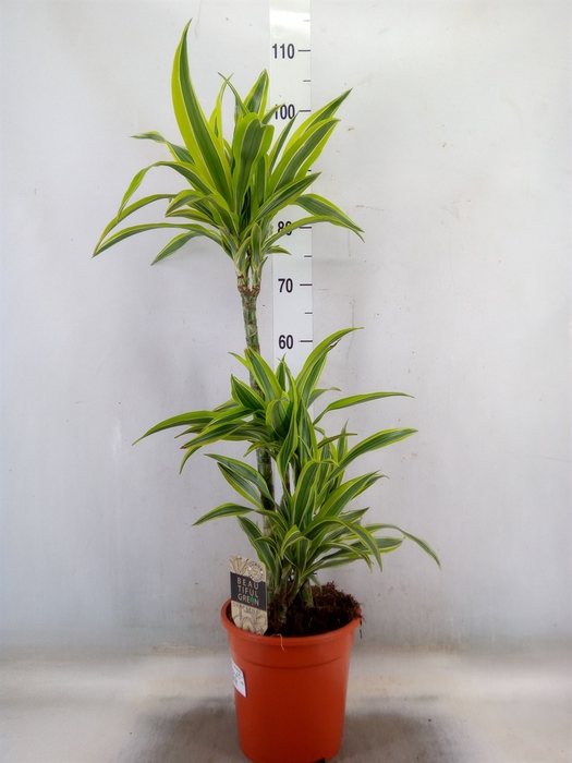 <h4>Dracaena fr de 'LemonLime'</h4>
