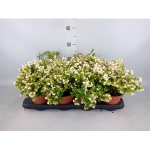 Gaultheria   ...white berry