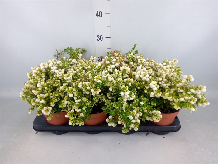 <h4>Gaultheria   ...white berry</h4>