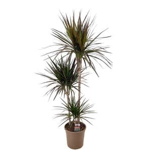 Dracaena marginata Magenta 75-45-10