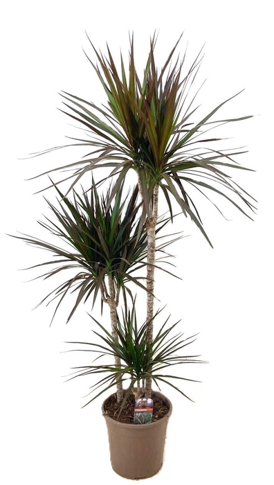 <h4>Dracaena marginata Magenta 75-45-10</h4>