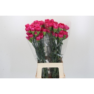 Dianthus St Bizet