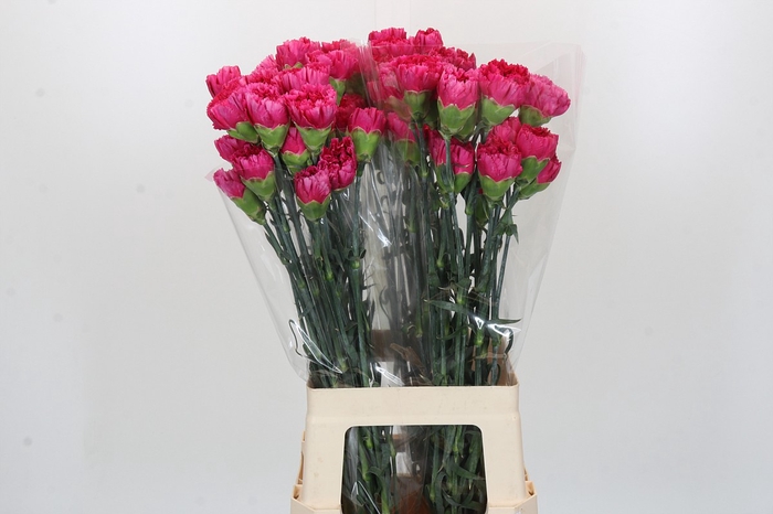 <h4>Dianthus St Bizet</h4>