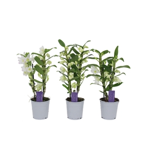 Dendrobium Nobilé, Basic Apollon 2-tak