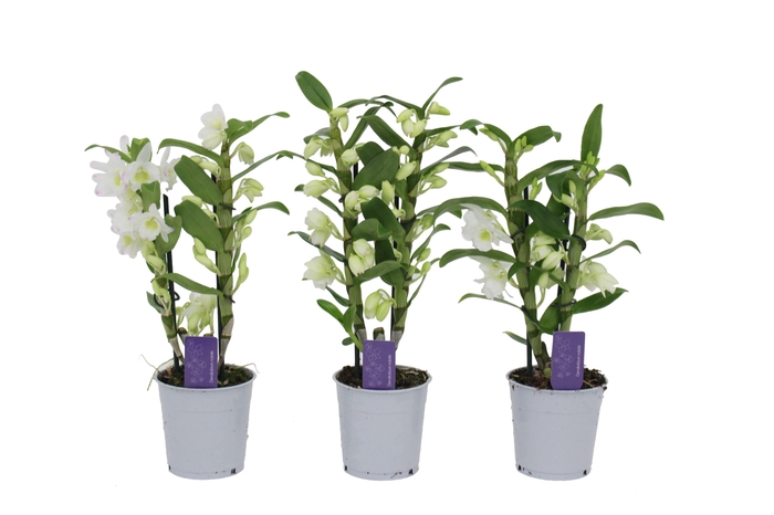 <h4>Dendrobium Nobilé, Basic Apollon 2-tak</h4>