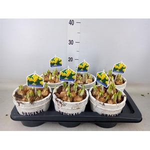 Arr.  Narcissus Tete Tete L%