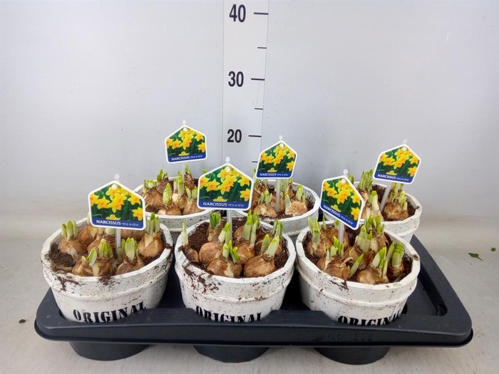 <h4>Arr.  Narcissus Tete Tete L%</h4>