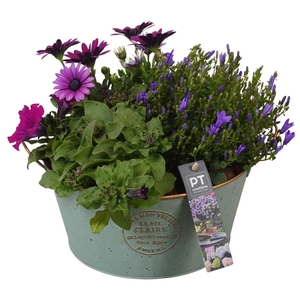 PTPP6869 Arrangement Patio in metalen schaal