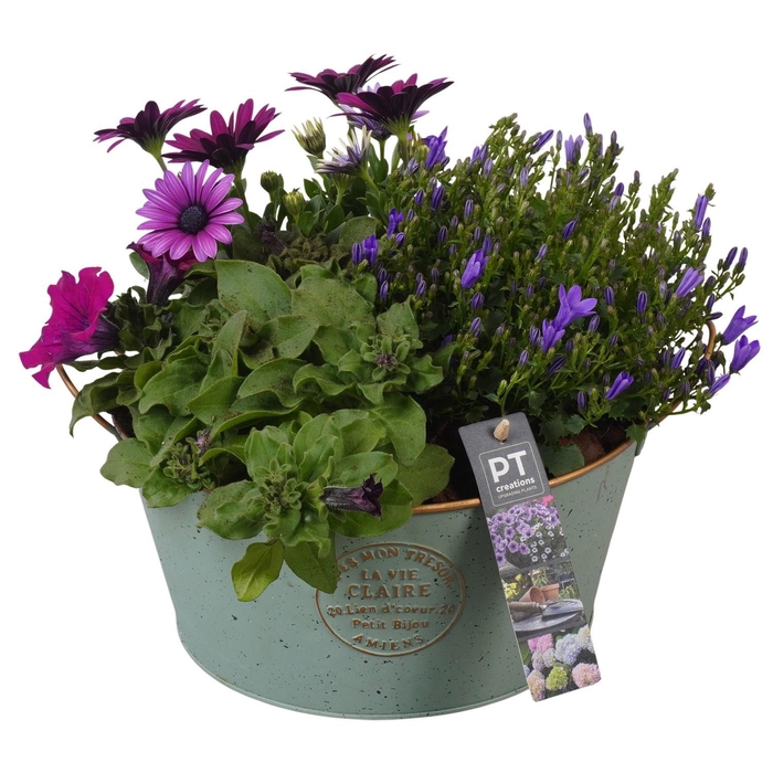 <h4>PTPP6869 Arrangement Patio in metalen schaal</h4>