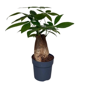 Pachira aquatica