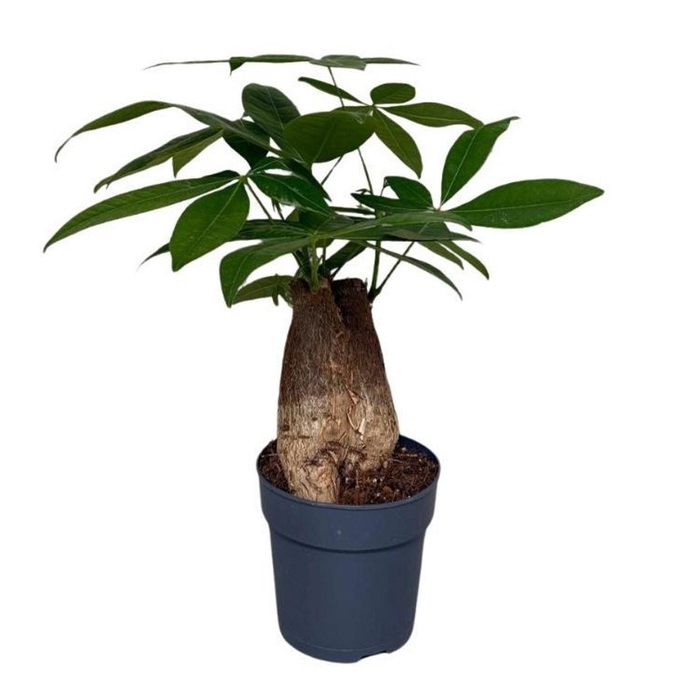 <h4>Pachira aquatica</h4>