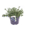 Lithodora Diffusa Heavenly Blue