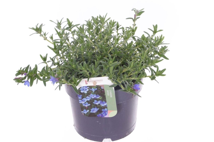 Lithodora Diffusa Heavenly Blue