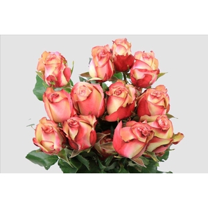 Rosa ec paloma