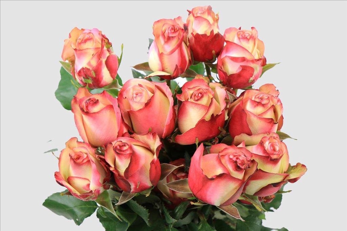 <h4>Rosa ec paloma</h4>