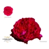 Rosa Spray Dima Bombastic
