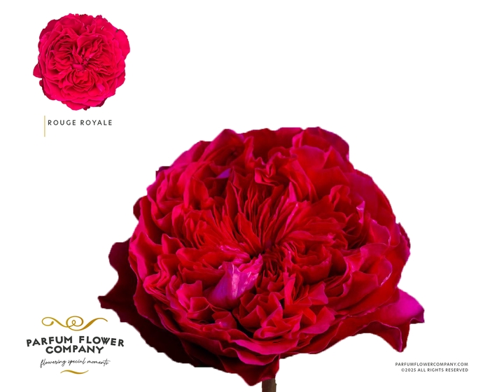 Rosa Spray Dima Bombastic
