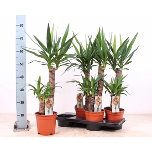 YUCCA