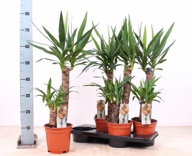 <h4>YUCCA</h4>