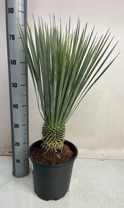 <h4>YUC ROSTRATA</h4>