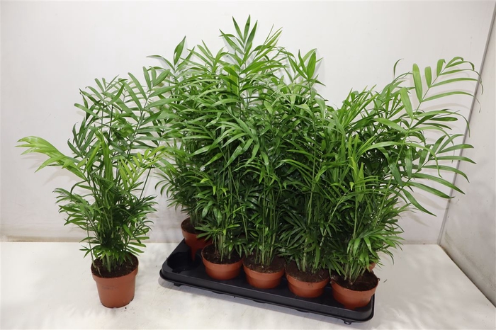 <h4>Chamaed Elegans</h4>