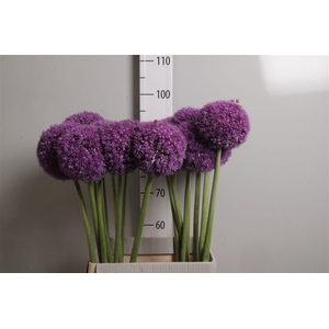 Allium Giganteum