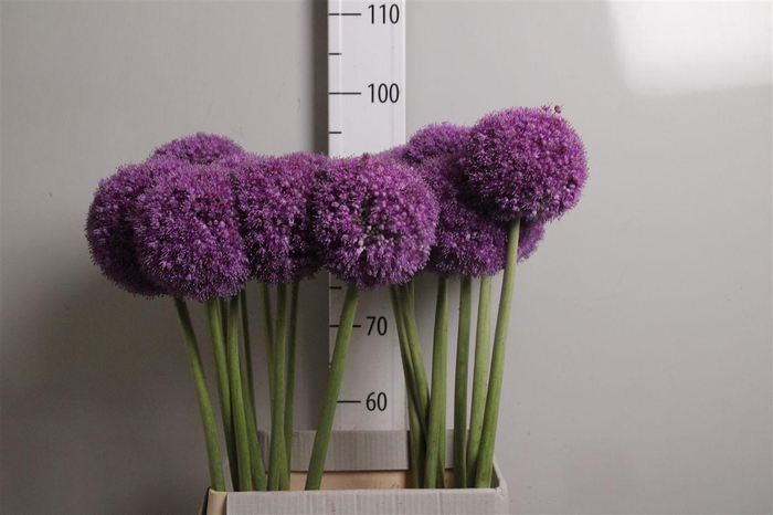 <h4>Allium Giganteum</h4>