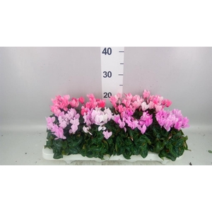 Cyclamen KL 'Crayon'