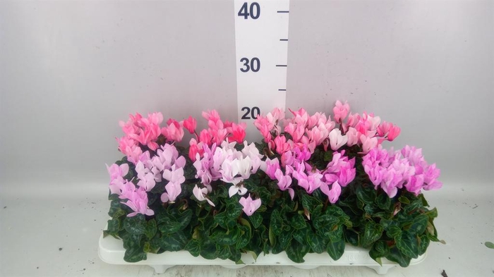 <h4>Cyclamen KL 'Crayon'</h4>