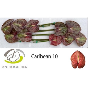 ANTH A CARIBEAN 10