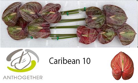 <h4>ANTH A CARIBEAN 10</h4>