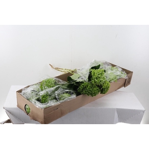 Hydr Shamrock Green 80cm Sel Box